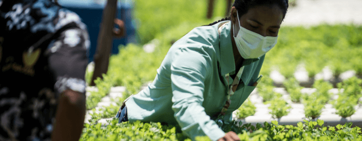 Empregada Vale, usando máscara de proteção, está em meio a uma plantação. Ela está com as mãos sob uma planta, olhando atentamente.