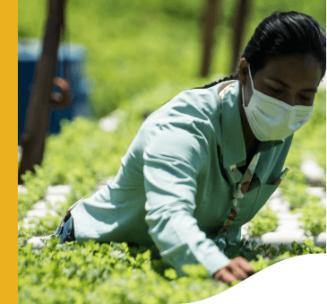 Vale female employee, wearing a protective mask, is in the middle of a plantation. She has her hands under a plant, looking carefully.