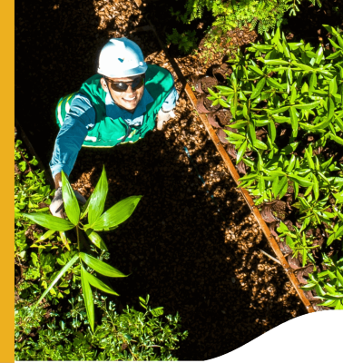 Vale employee, wearing a safety helmet, in a plantation area