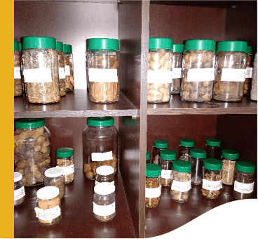 Several plastic pots with green lids are arranged in a brown cabinet. Inside the pots, several types of seeds.