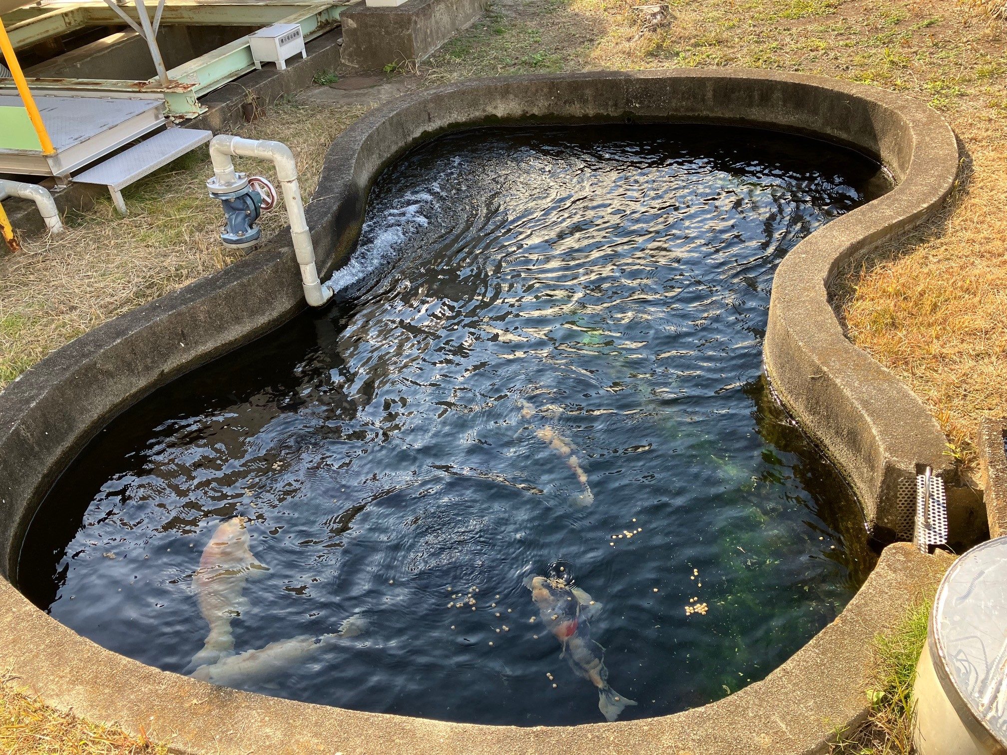 several carp and other fish can be seen in the waterways near the refinery.