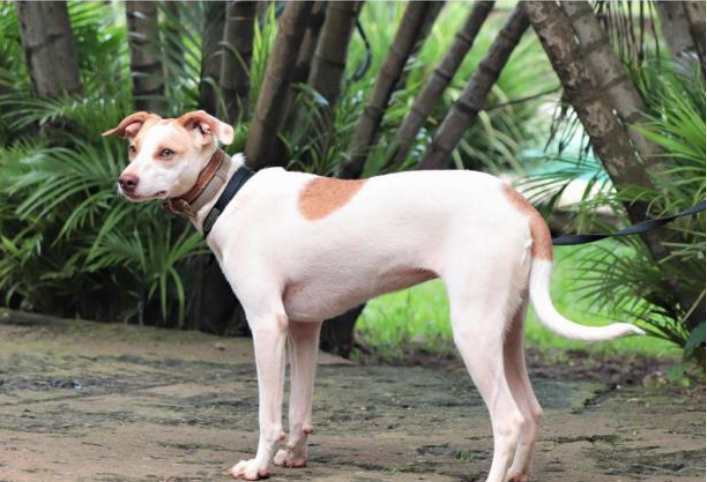 Foto de uma cachorra de perfil em pé em um jardim. Ela tem porte médio, olhos claros e pelos baixos brancos com algumas manchas em caramelo e usa uma coleira marrom e guia preta.