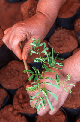 Two hands handling a plant seedling and several flowerpots with soil next to them.