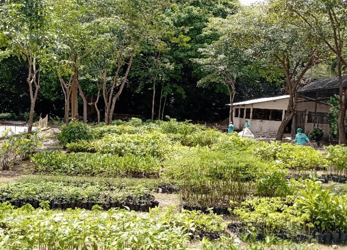 Jardim repleto de plantas de pequeno porte. Ao fundo, é possível ver uma estrutura de concreto com portas e janelas.