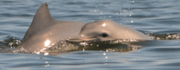 Photo of two dolphins in the sea