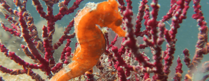 Foto de um cavalo-marinho no mar próximo de um coral