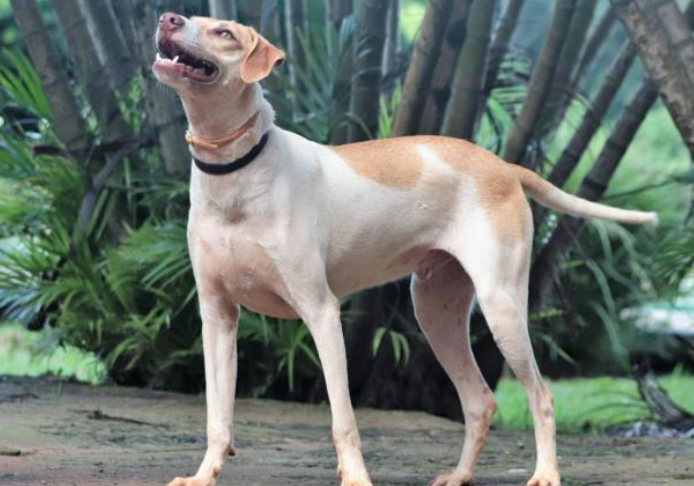 Foto de um cachorro de perfil olhando para cima com a boca aberta, em pé em um jardim. Ele tem porte grande, olhos claros e pelos baixos brancos com manchas em caramelo, e usa uma coleira marrom e guia preta. Atrás dele, há várias árvores e plantas.