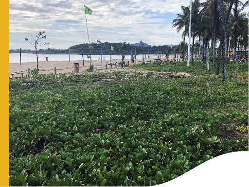 Imagem da vegetação de restinga na orla da praia.