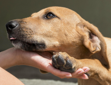 Uma pessoa está agachada e um cachorro apoia a cabeça e uma das patas em uma das mãos da pessoa. O cachorro tem pelo curto de cor caramelo.