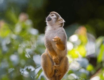 A small monkey on a small tree stump holding a fruit in one hand.