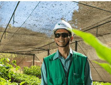 Empregado Vale dentro de uma estufa com diversas plantas. Ele usa um colete, óculos escuros e capacete de proteção.