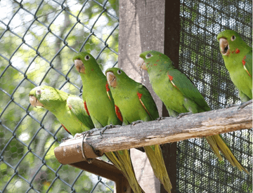 Em um galho de árvore há cinco papagaios. Atrás deles, é possível ver uma grade.
