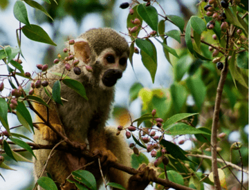 Macaco de pequeno porte está pendurado em um galho fino de árvore. Na árvore há algumas sementes.