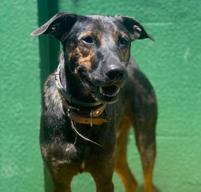 Foto de um cachorro em pé numa superfície amarela olhando para o lado com boca aberta. Ele tem porte médio e pelos baixos nas cores preta e caramelo, e usa uma coleira marrom. Atrás dele, há uma parede verde.